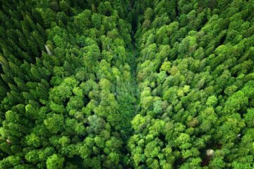 Schweighofer vinde cele peste 14.000 de hectare de pădure pe care le are în România
