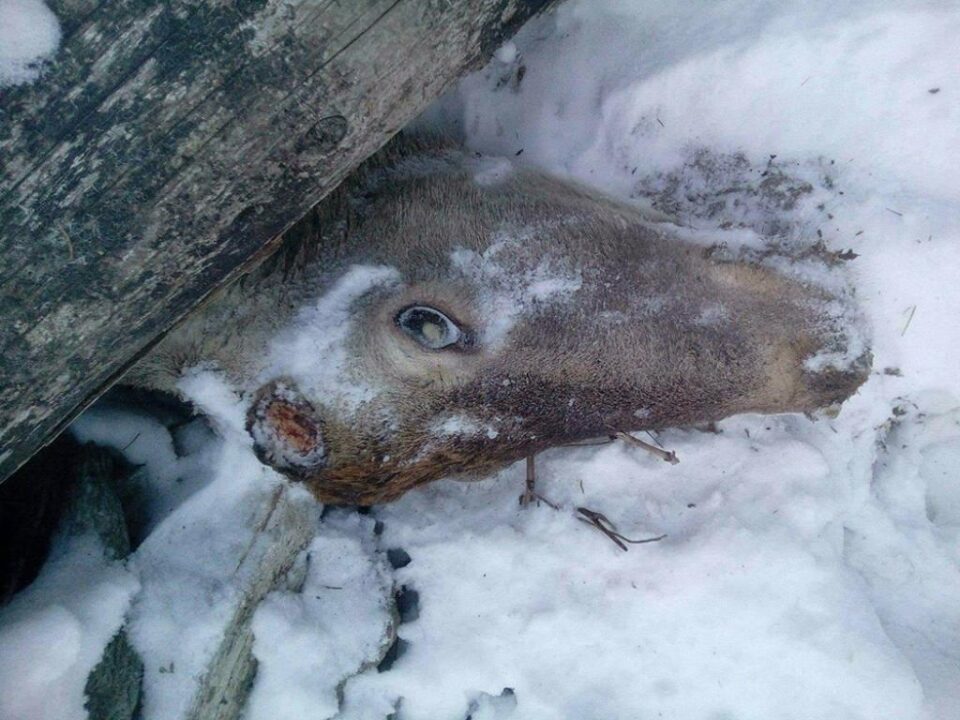 Imagini cutremurătoare cu un cerb braconat în comuna Fundu Moldovei