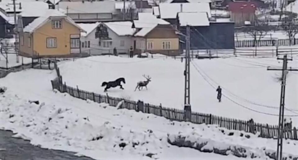 Cerbul în alergare alături de cal