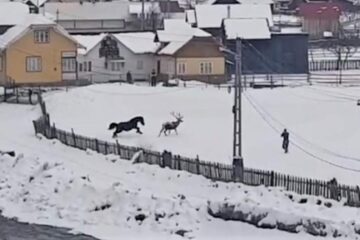 Cerbul în alergare alături de cal