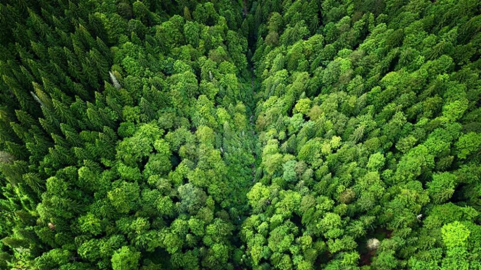 Cele 14.283 de hectare de pădure sunt cumpărate de suedezii de la GreenGold Group