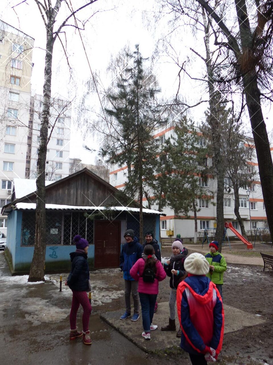 Apeluri la 112, pentru o pisică ce nu putea coborî dintr-un copac
