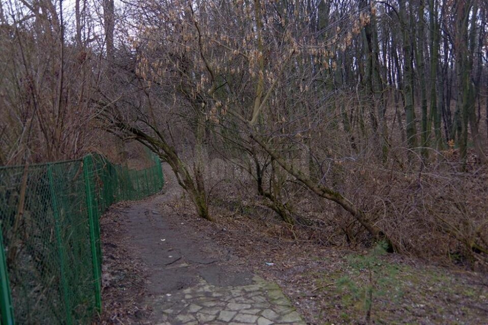 Alei distruse și copaci gata să cadă