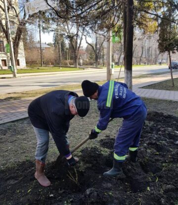 Lungu a ieșit la curățenie și la plantare de arbori, în zona centrală a Sucevei
