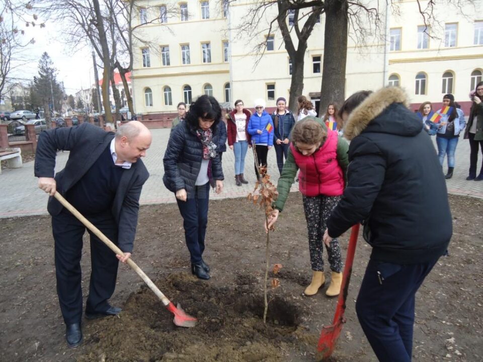 ”Stejarul Centenarului”, plantat în curtea Școlii Gimnaziale ”Petru Mușat” Siret