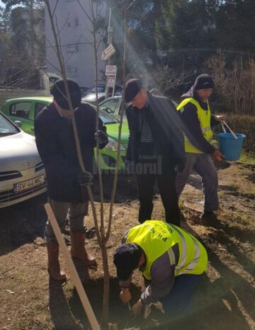 Lungu a ieșit la curățenie și la plantare de arbori, în zona centrală a Sucevei