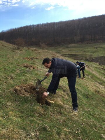 Acțiune de plantare de puieți de salcâm în comuna Pătrăuți
