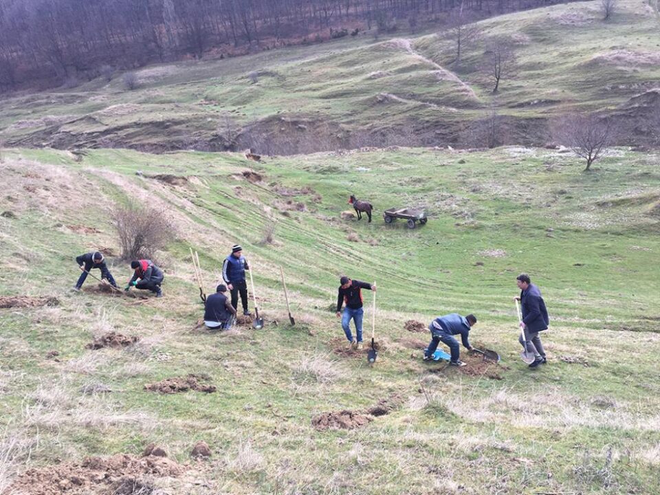 Acțiune de plantare de puieți de salcâm în comuna Pătrăuți