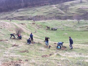 Acțiune de plantare de puieți de salcâm în comuna Pătrăuți