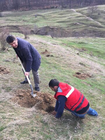 Acțiune de plantare de puieți de salcâm în comuna Pătrăuți
