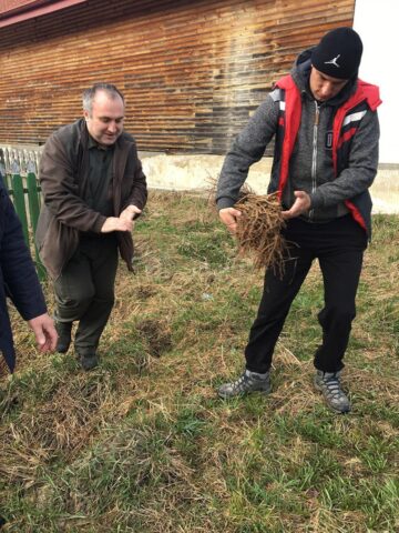 Acțiune de plantare de puieți de salcâm în comuna Pătrăuți