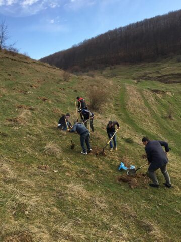 Acțiune de plantare de puieți de salcâm în comuna Pătrăuți