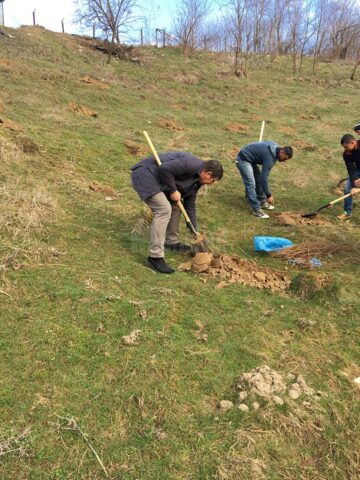Acțiune de plantare de puieți de salcâm în comuna Pătrăuți
