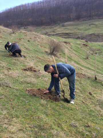 Acțiune de plantare de puieți de salcâm în comuna Pătrăuți