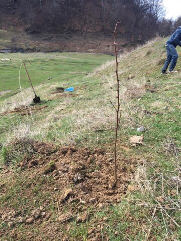 Acțiune de plantare de puieți de salcâm în comuna Pătrăuți
