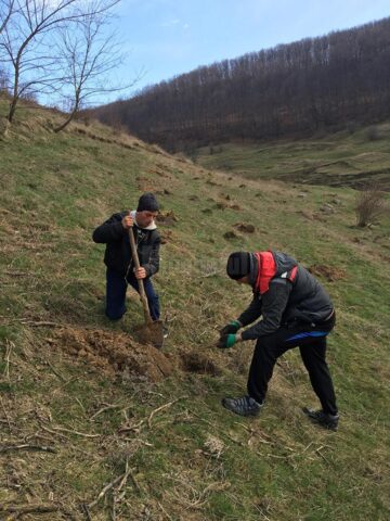 Acțiune de plantare de puieți de salcâm în comuna Pătrăuți
