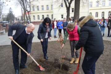 ”Stejarul centenarului”, plantat la Școala Gimnazială ”Petru Mușat”
