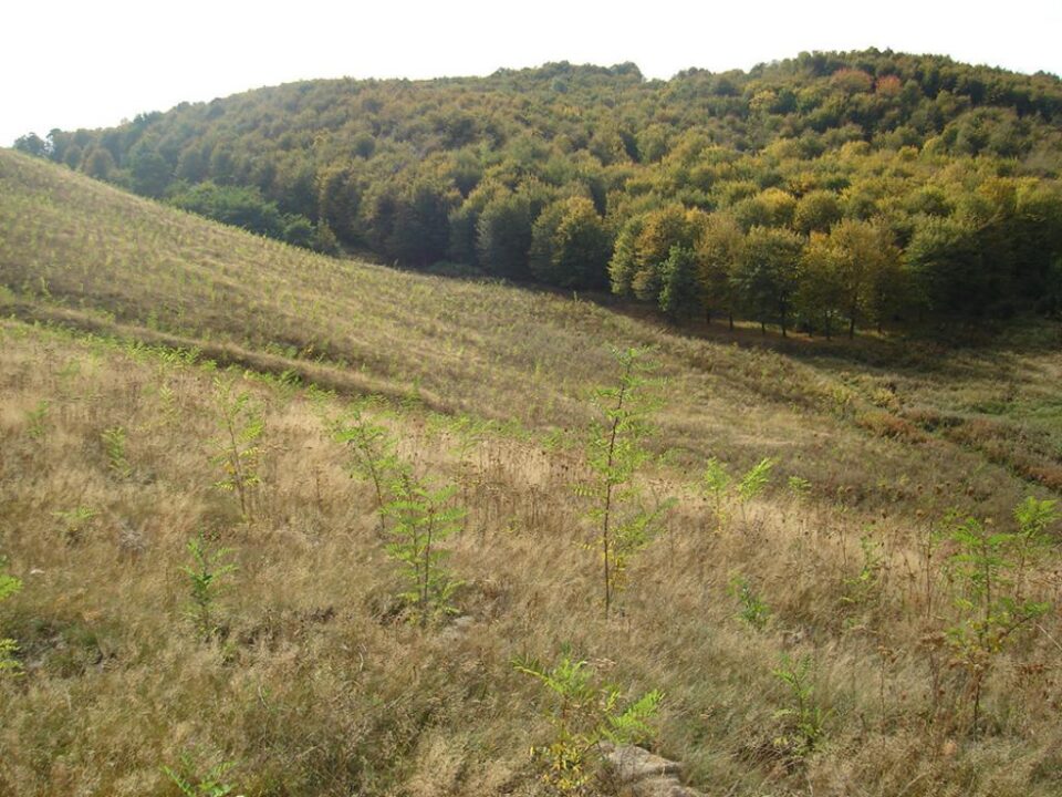 Peste cinci milioane de arbori vor fi plantați anul acesta în pădurile Sucevei