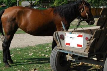 Hoții i-au furat calul și căruța unui bărbat Foto satmareanul.net
