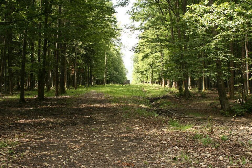 Peste cinci milioane de arbori vor fi plantați anul acesta în pădurile Sucevei