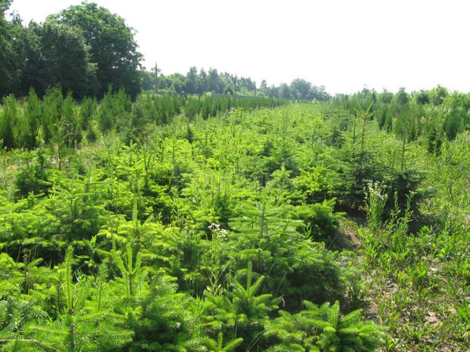 Milioane de puieți de arbori sunt produși anual în pepinierele proprii ale Direcției Silvice Suceava