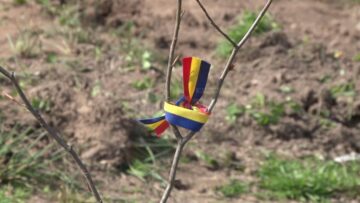 500 de puieți plantați în cantonul Mihoveni, de elevi ai Colegiului „Spiru Haret”