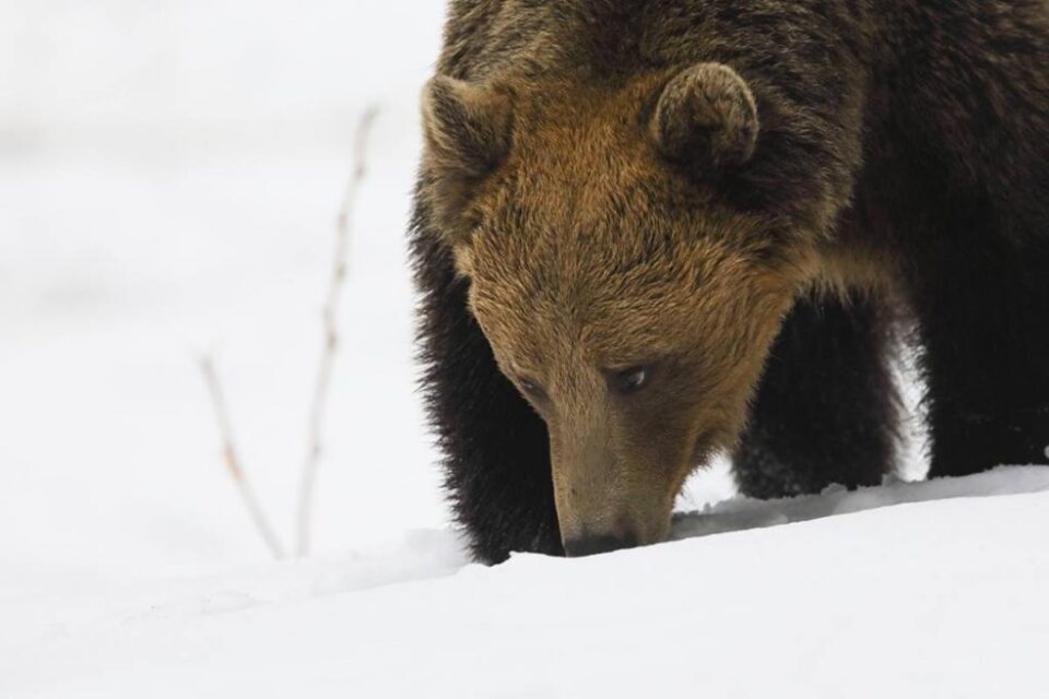 Acțiune de evaluare a speciilor de animale strict protejate Foto: RPN