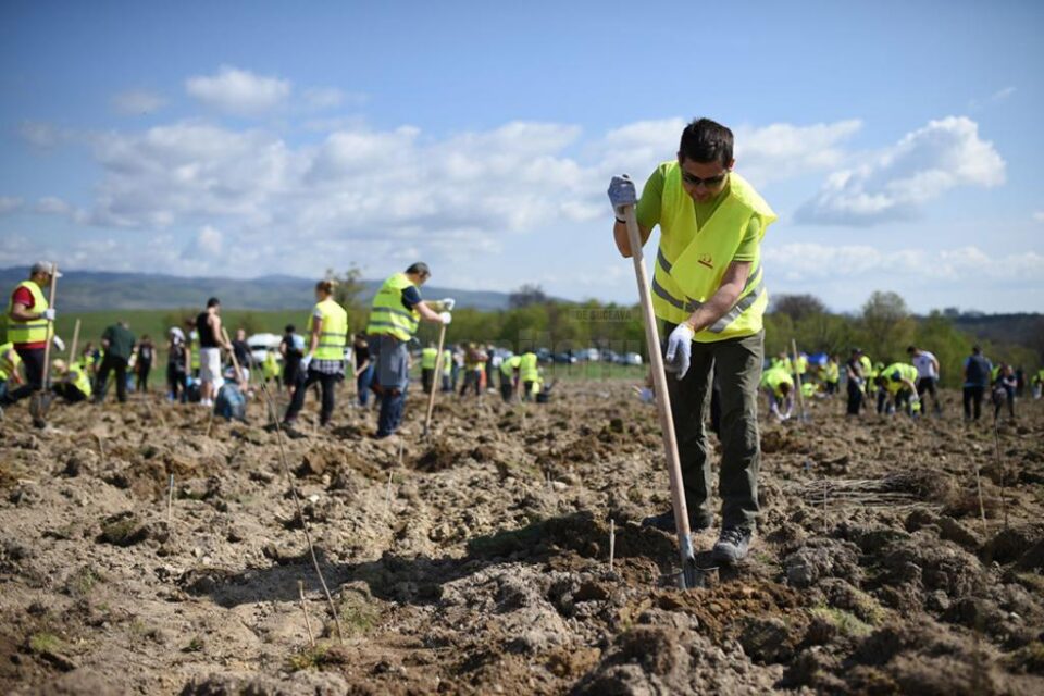 143.000 de puieți de arbori vor fi plantați anul acesta, prin proiectul „Pădurea de Mâine"