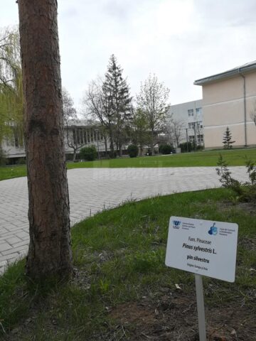 Arbori și arbuști din campusul Universității, etichetați de studenți de la Silvicultură