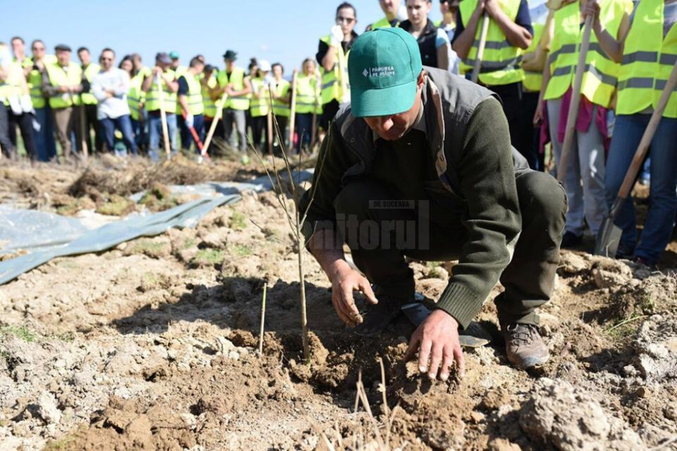 143.000 de puieți de arbori vor fi plantați anul acesta, prin proiectul „Pădurea de Mâine"