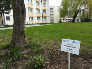 Arbori și arbuști din campusul Universității, etichetați de studenți de la Silvicultură