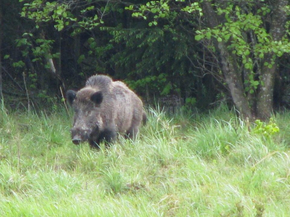 Focare de trichineloză la porc mistreț
