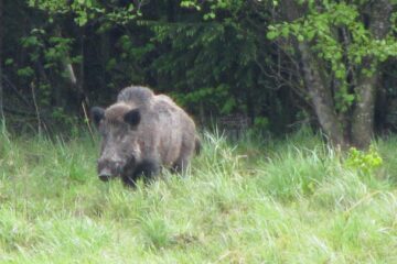 Focare de trichineloză la porc mistreț