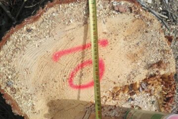 Tăieri ilegale de arbori într-o suprafață de pădure deținută de Primăria Borșa pe raza județului Suceava