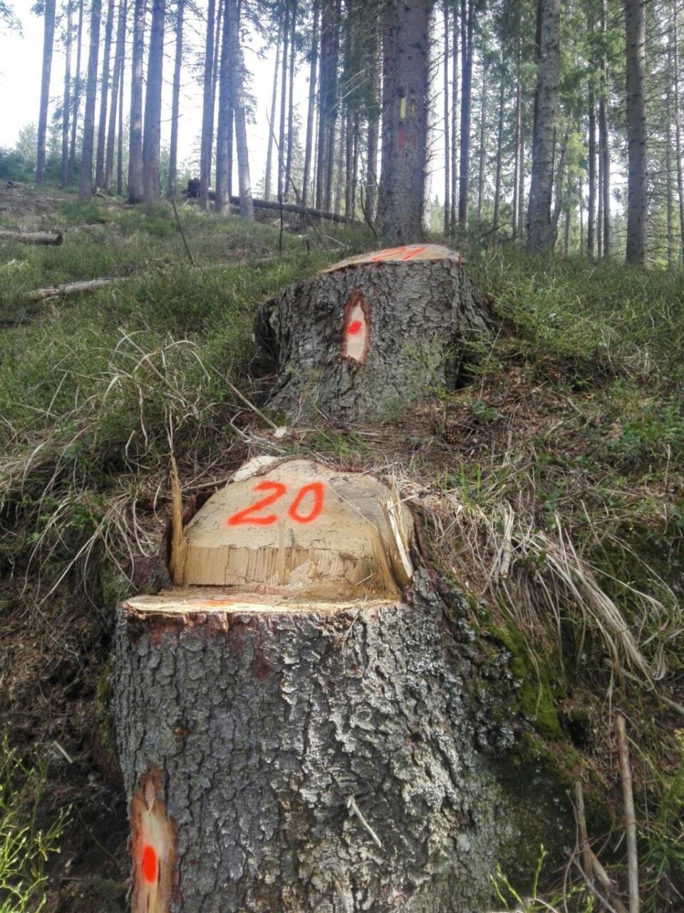 Tăieri ilegale de arbori într-o suprafață de pădure deținută de Primăria Borșa pe raza județului Suceava 2
