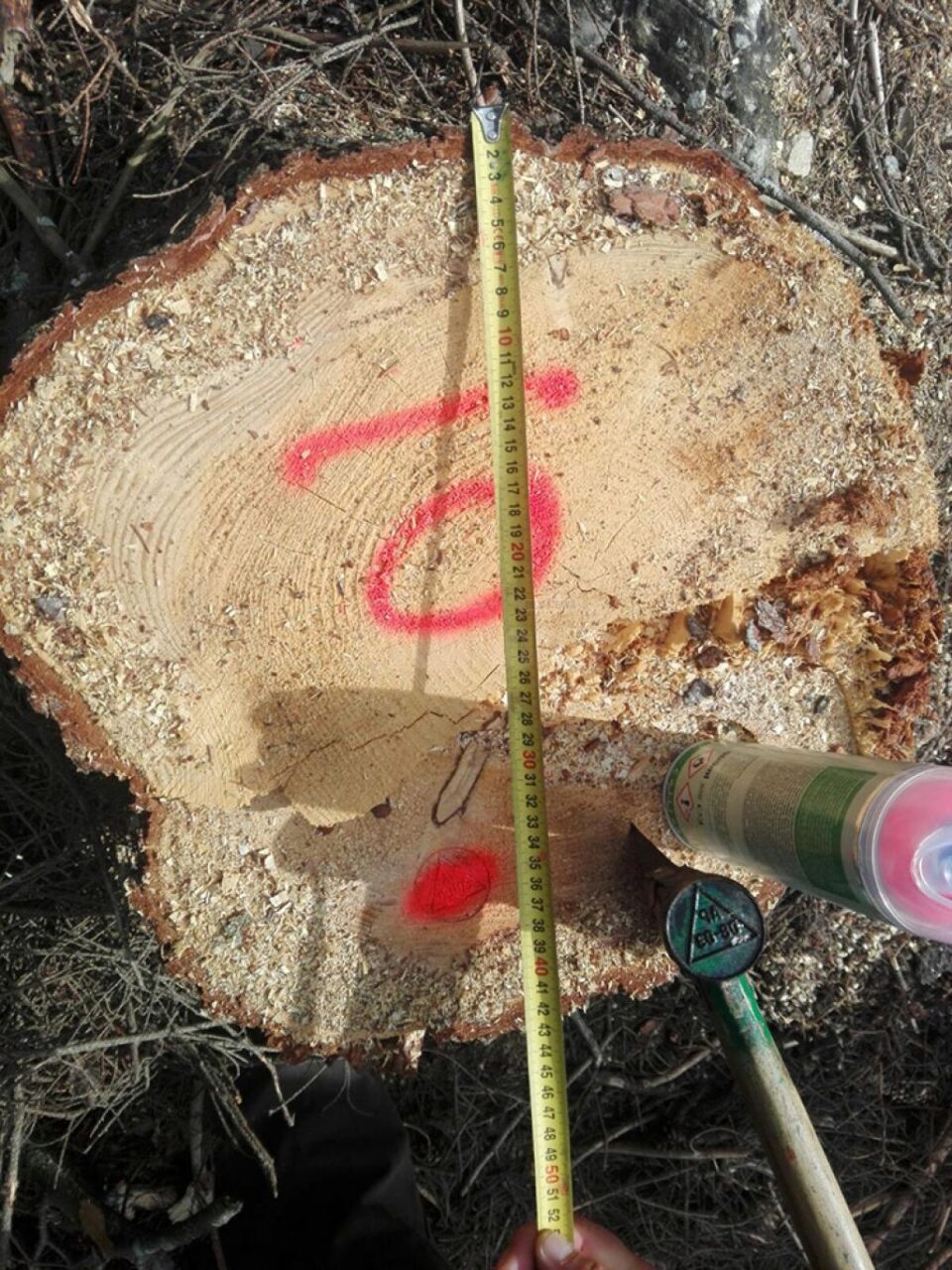 Tăieri ilegale de arbori, de peste 40.000 de lei, depistate în zona Cârlibaba