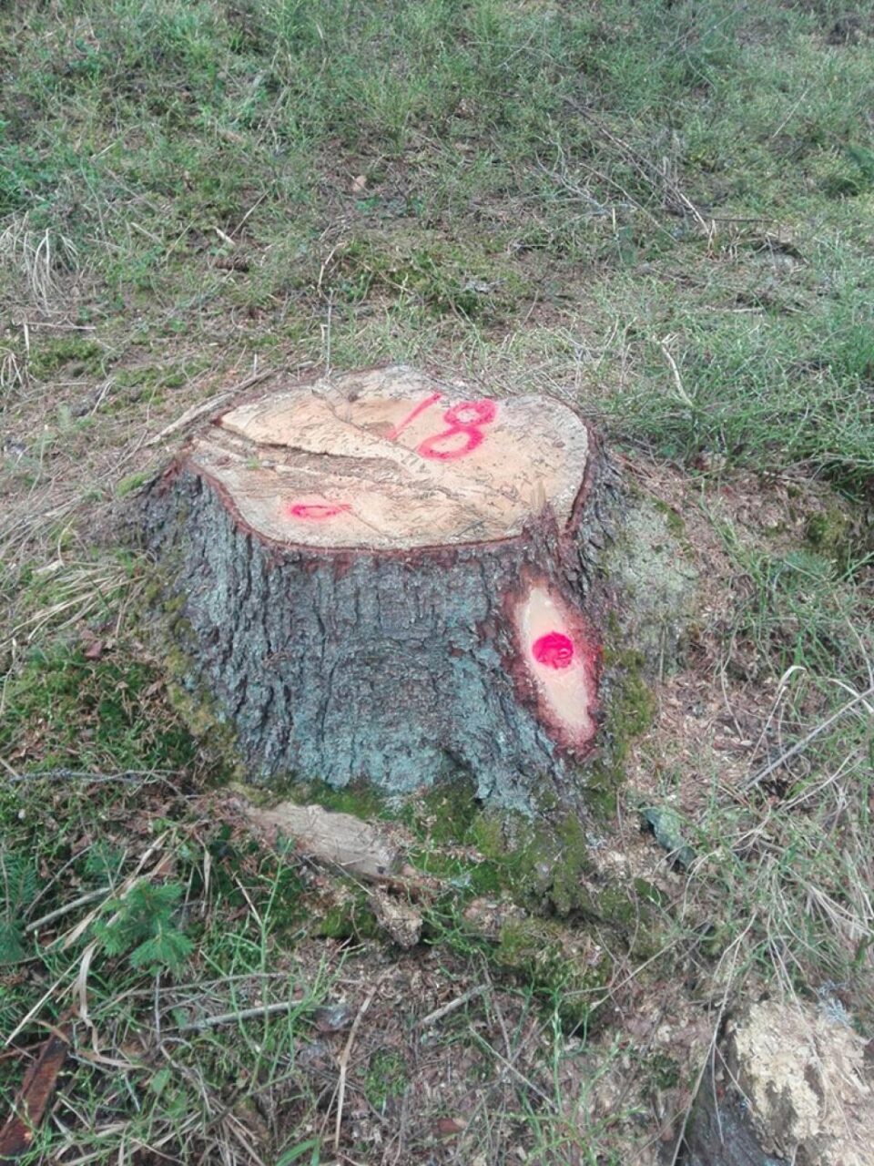 Tăieri ilegale de arbori, de peste 40.000 de lei, depistate în zona Cârlibaba