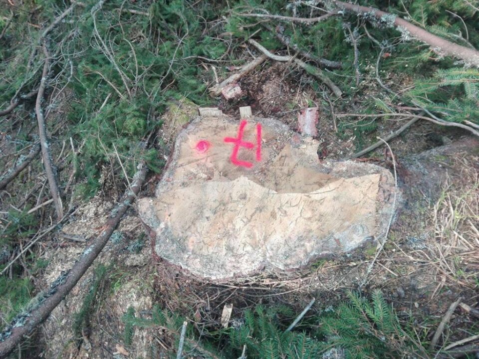 Tăieri ilegale de arbori, de peste 40.000 de lei, depistate în zona Cârlibaba