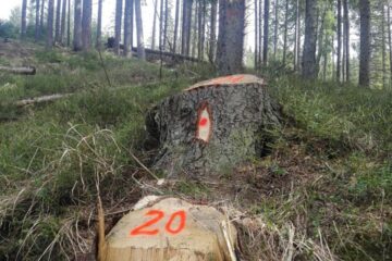 Tăieri ilegale de arbori într-o suprafață de pădure deținută de Primăria Borșa pe raza județului Suceava