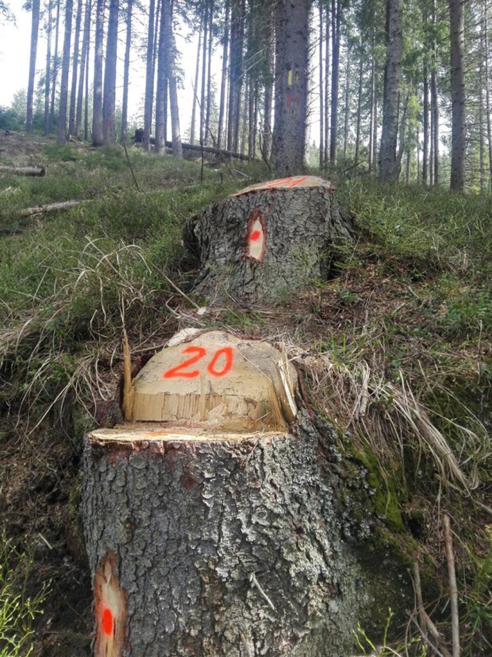 Tăieri ilegale de arbori într-o suprafață de pădure deținută de Primăria Borșa pe raza județului Suceava