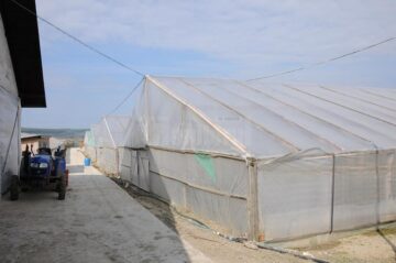 Sprijin de 3.000 de euro în fiecare an, pentru producătorii de tomate în extrasezon