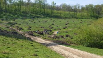 Ample acțiuni de împădurire organizate de Direcția Silvică Suceava, în „Luna plantării arborilor”