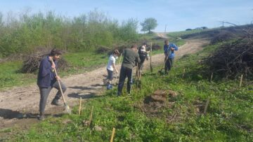 Ample acțiuni de împădurire organizate de Direcția Silvică Suceava, în „Luna plantării arborilor”