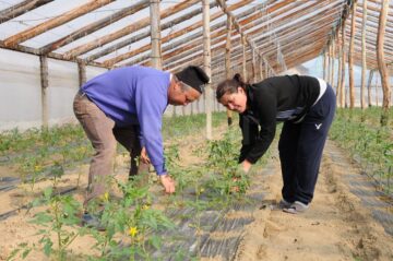 Familia Ana și Florea Paval, la muncă în solariile de la Budeni