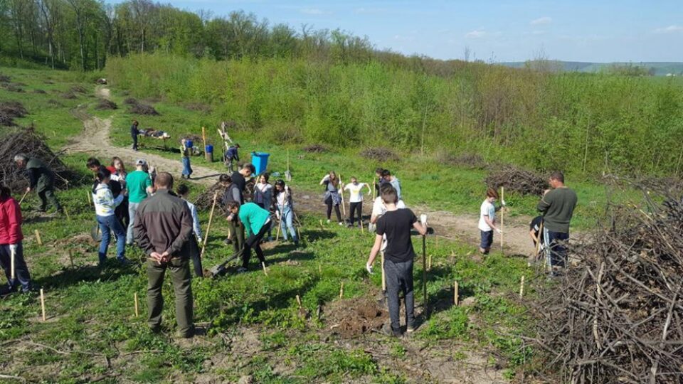 Elevii au plantat 1.000 de arbori la Mihoveni