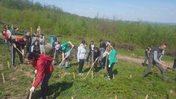 Ample acțiuni de împădurire organizate de Direcția Silvică Suceava, în „Luna plantării arborilor”