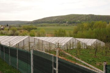 Sprijin de 3.000 de euro în fiecare an, pentru producătorii de tomate în extrasezon