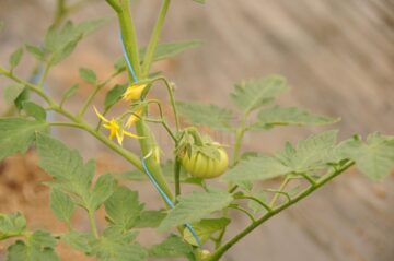 Sprijin de 3.000 de euro în fiecare an, pentru producătorii de tomate în extrasezon