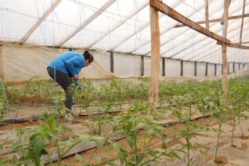 Daniela Marian în timpul lucrului la noua recoltă de tomate de la Dolhești