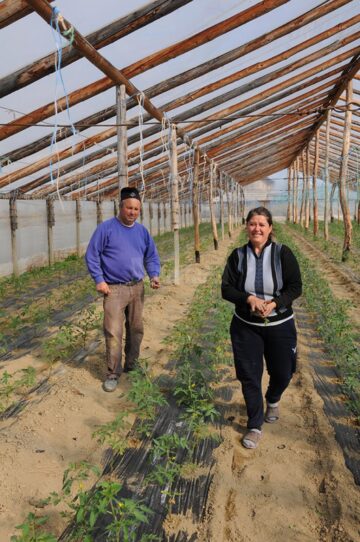 Sprijin de 3.000 de euro în fiecare an, pentru producătorii de tomate în extrasezon